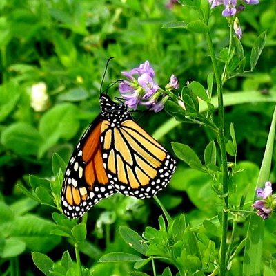 Monarch