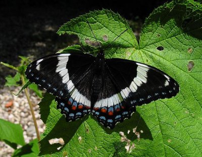 White Admiral