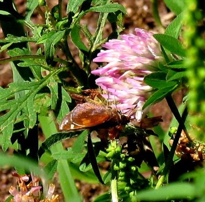 Zabulon Skipper