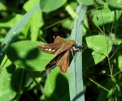 Zabulon Skipper