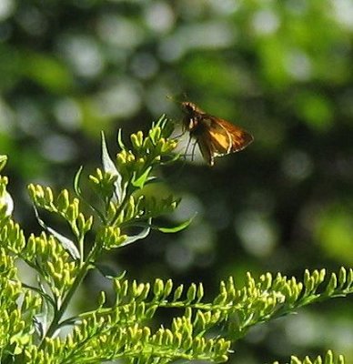 Zabulon Skipper
