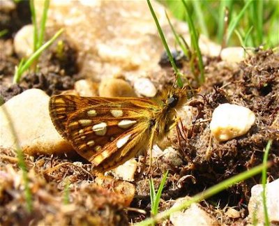 Arctic Skipper