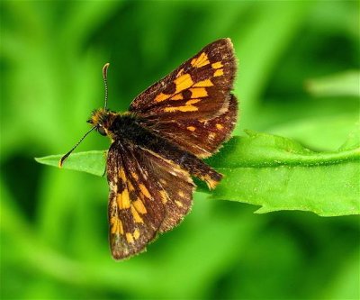 Arctic Skipper