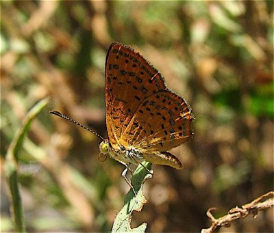 Arizona Metalmark