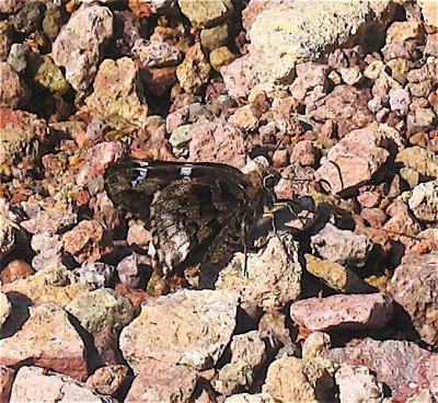Arizona Skipper