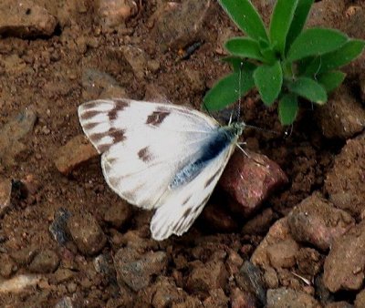 Checkered White