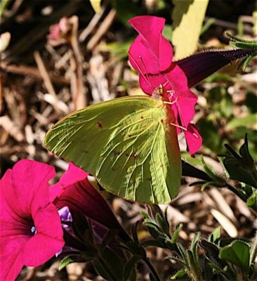 Cloudless Sulphur