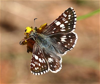 Common Checkered-Skipper