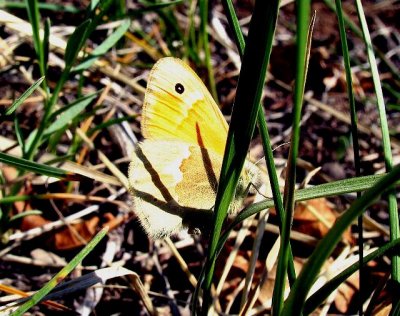 Common Ringlet