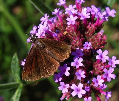 Common Sootywing