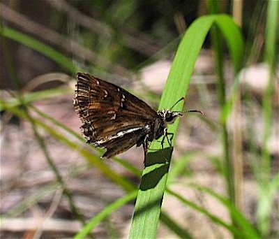 Common Streaky-Skipper