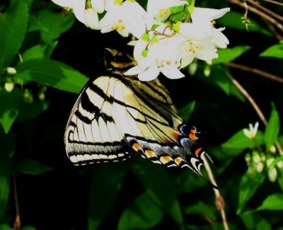 Tiger-Swallowtail sp