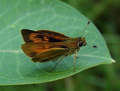 Delaware Skipper