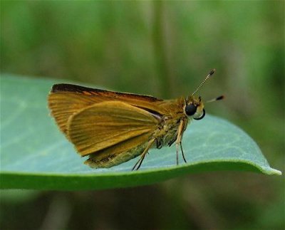 Delaware Skipper