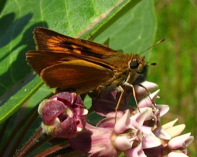 Delaware Skipper
