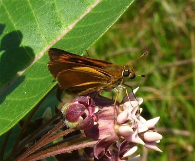 Delaware Skipper