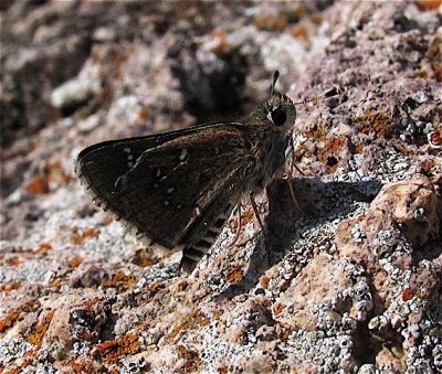 Dotted Roadside-Skipper