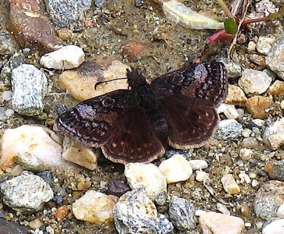 Dreamy Duskywing