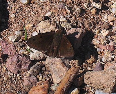 Drusius Cloudywing