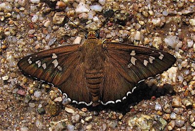 Dull Firetip