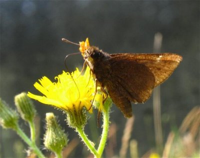 Dun Skipper