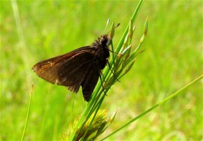 Dusted Skipper