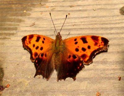Eastern Comma