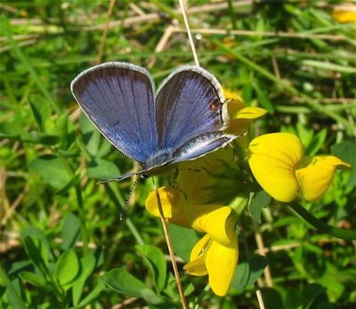 Eastern Tailed-Blue