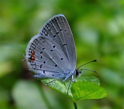 Eastern Tailed-Blue