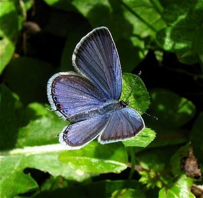 Eastern Tailed-Blue