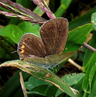 Eastern Tailed-Blue