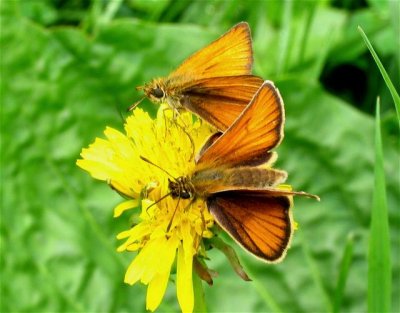 European Skipper