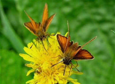 European Skipper