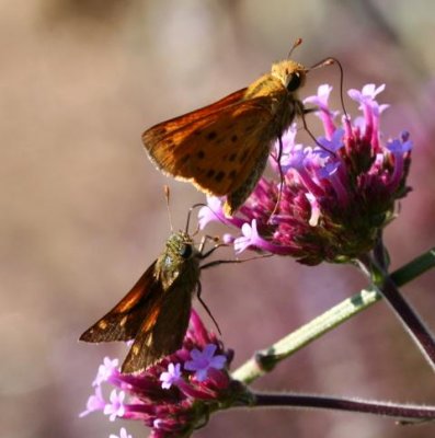 Fiery Skipper