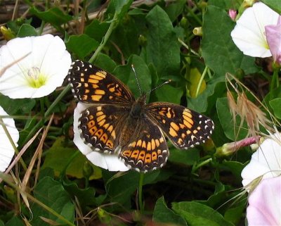 Gorgone Checkerspot