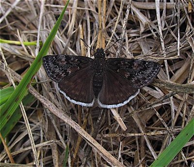 Juvenal's Duskywing