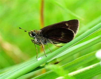 Little Glassywing