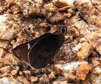 Moon-marked Skipper