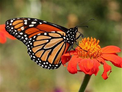 Monarch