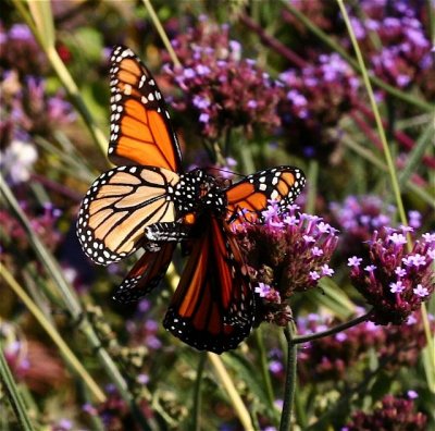 Monarch