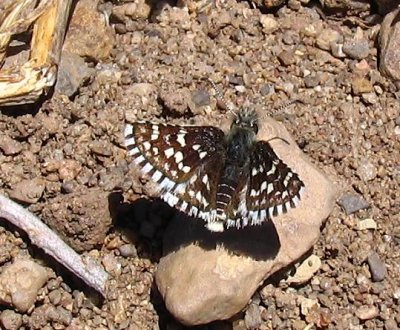Mountain Checkered-Skipper
