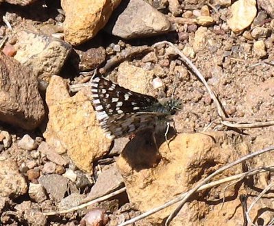Mountain Checkered-Skipper