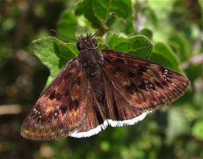 Mournful Duskywing