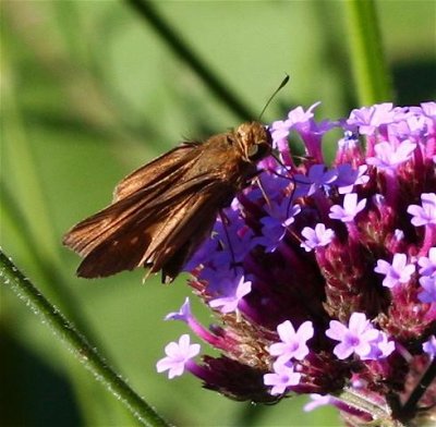 Ocola Skipper