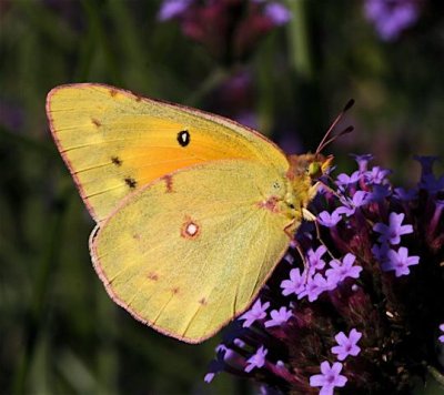 Orange Sulphur