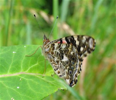 Painted Lady