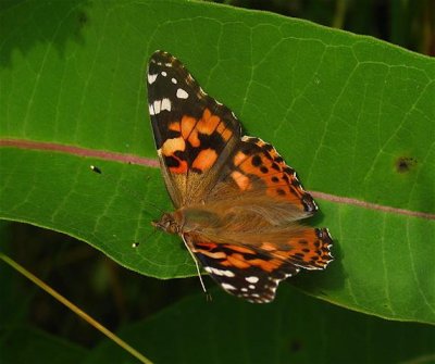 Painted Lady