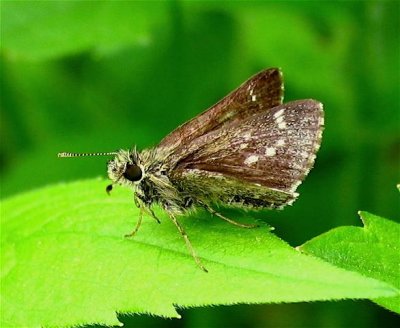Pepper-and-Salt Skipper