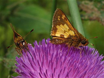 Peck's Skipper