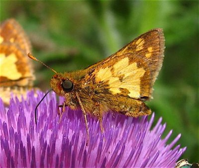 Peck's Skipper